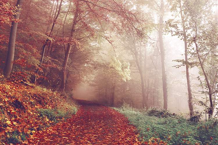 COVID-19 Know Your Rights: A Community Learning Session